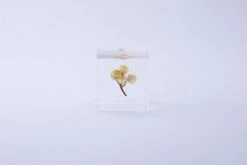 Sola Cube Immortelle 10 Sola Cube Immortelle -Cloud-Hidden Plants s753278155256112669 p425 i4 w3000