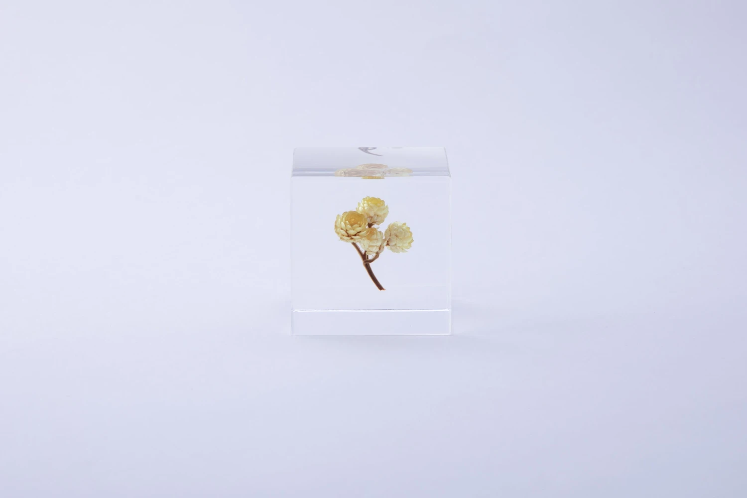 Sola Cube Immortelle 3 Sola Cube Immortelle - Image 3