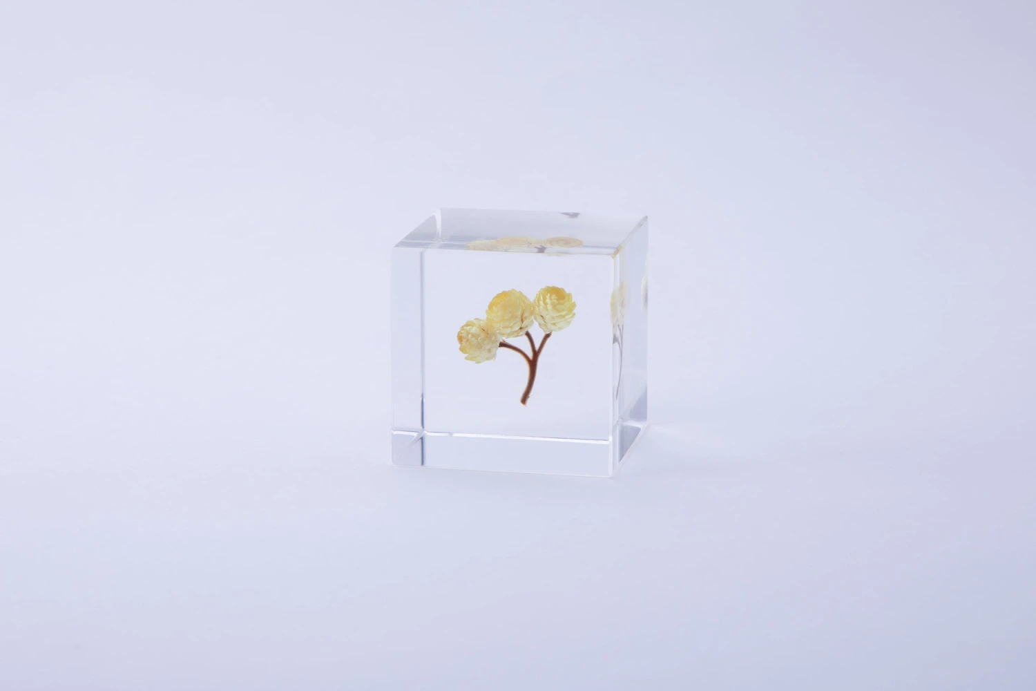 Sola Cube Immortelle 1 Sola Cube Immortelle