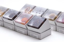 Sola Cube Immortelle 15 Sola Cube Immortelle -Cloud-Hidden Plants s753278155256112669 p425 i6 w1200