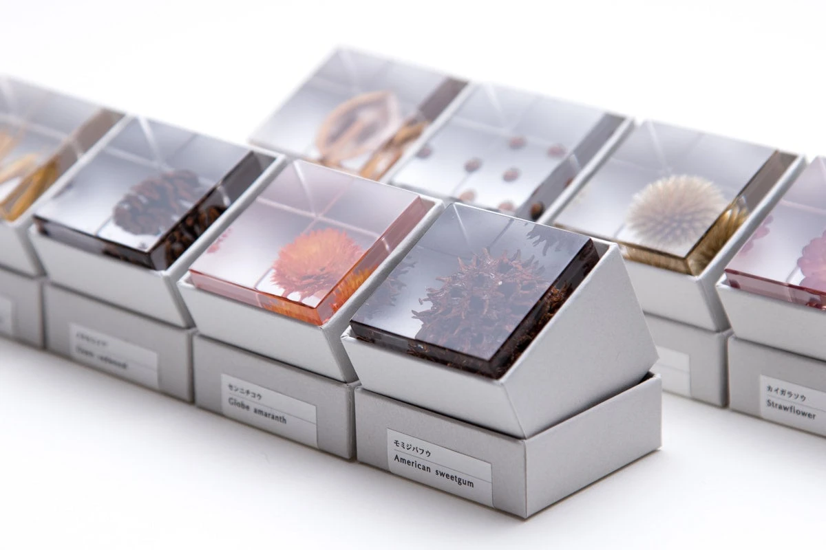 Sola Cube Immortelle 8 Sola Cube Immortelle - Image 8