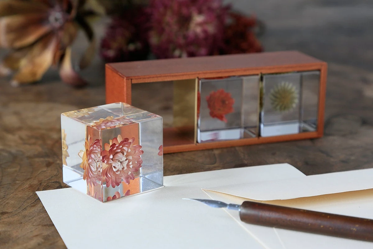 Sola Cube Immortelle 6 Sola Cube Immortelle - Image 6