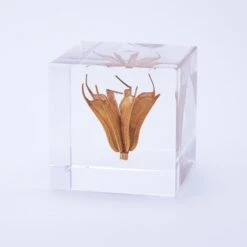 Sola Cube Yellow Fennel Flower