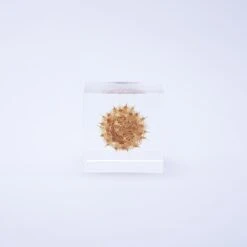 Sola Cube Basket Flower 8 Sola Cube Basket Flower -Cloud-Hidden Plants s753278155256112669 p427 i2 w1000