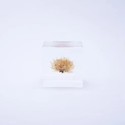 Sola Cube Basket Flower 10 Sola Cube Basket Flower -Cloud-Hidden Plants s753278155256112669 p427 i3 w1000