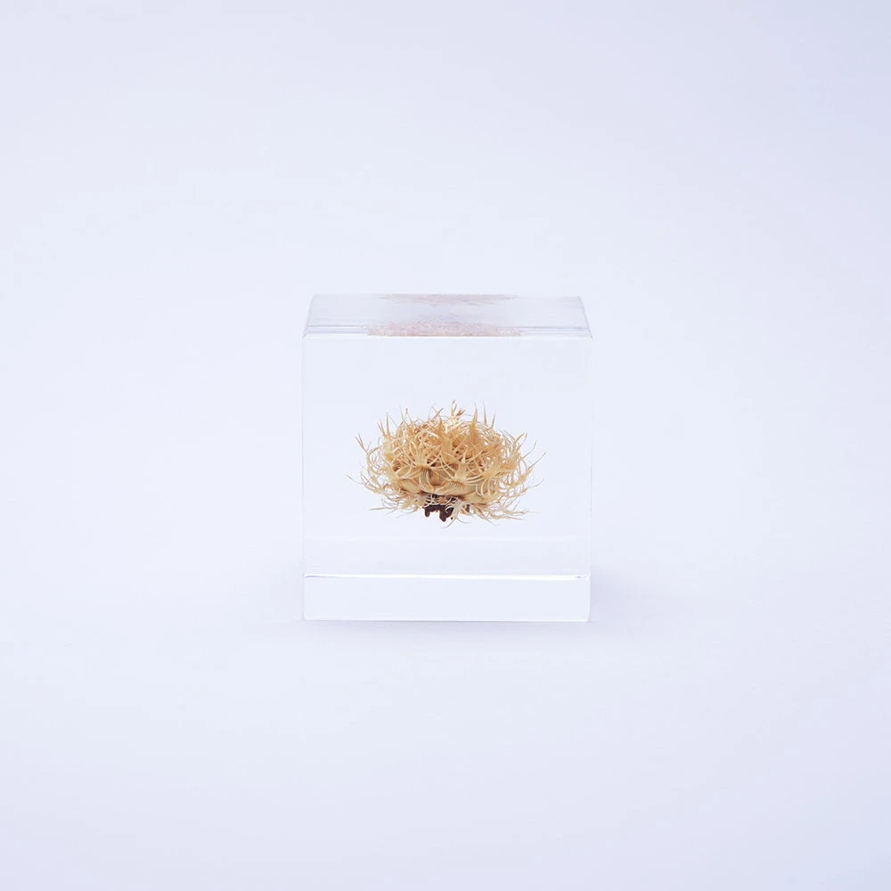 Sola Cube Basket Flower 5 Sola Cube Basket Flower - Image 5