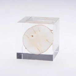 Sola Cube Lunaria Annua