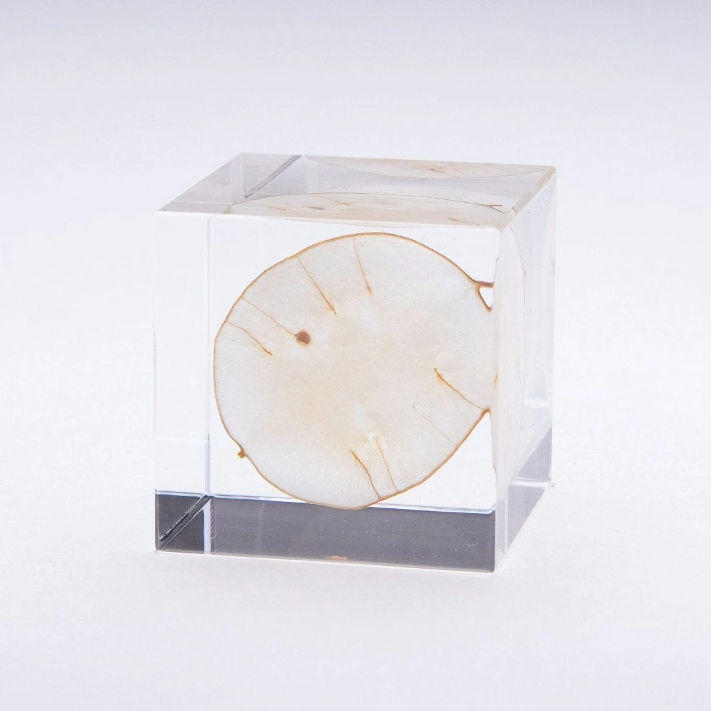 Sola Cube Lunaria Annua 1 Sola Cube Lunaria Annua