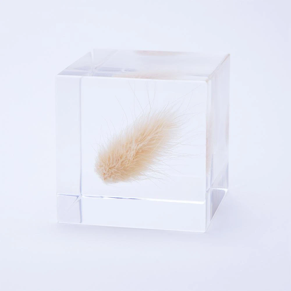 Sola Cube Bunny Tail Grass 1 Sola Cube Bunny Tail Grass