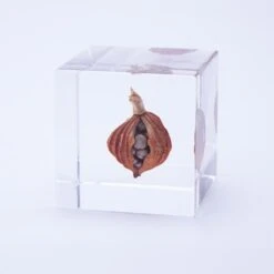 Sola Cube Shell Ginger