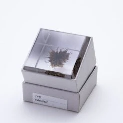 Sola Cube Velvetleaf 9 Sola Cube Velvetleaf -Cloud-Hidden Plants s753278155256112669 p432 i2 w800