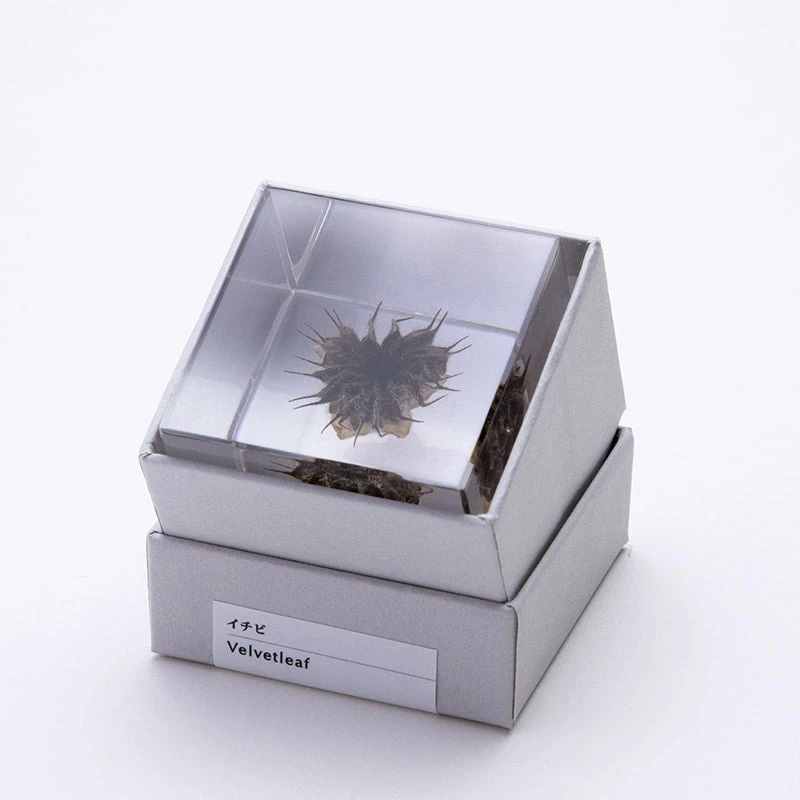 Sola Cube Velvetleaf 3 Sola Cube Velvetleaf - Image 3