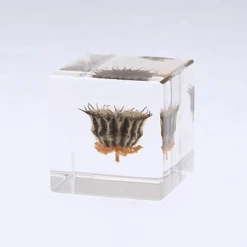 Sola Cube Velvetleaf