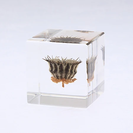 Sola Cube Velvetleaf 1 Sola Cube Velvetleaf