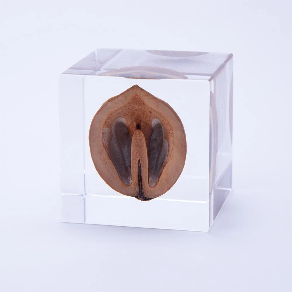 Sola Cube Japanese Walnut 1 Sola Cube Japanese Walnut