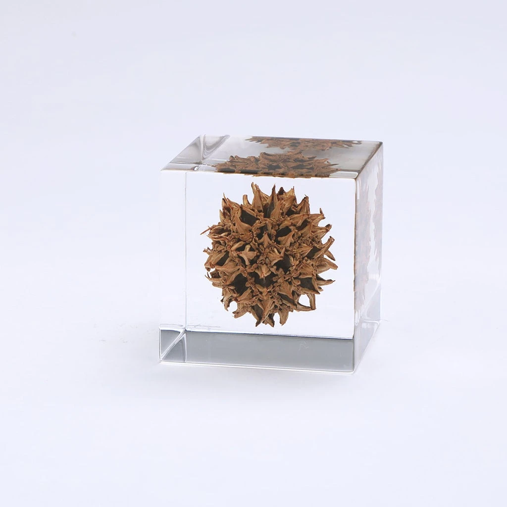 Sola Cube American Sweetgum 1 Sola Cube American Sweetgum