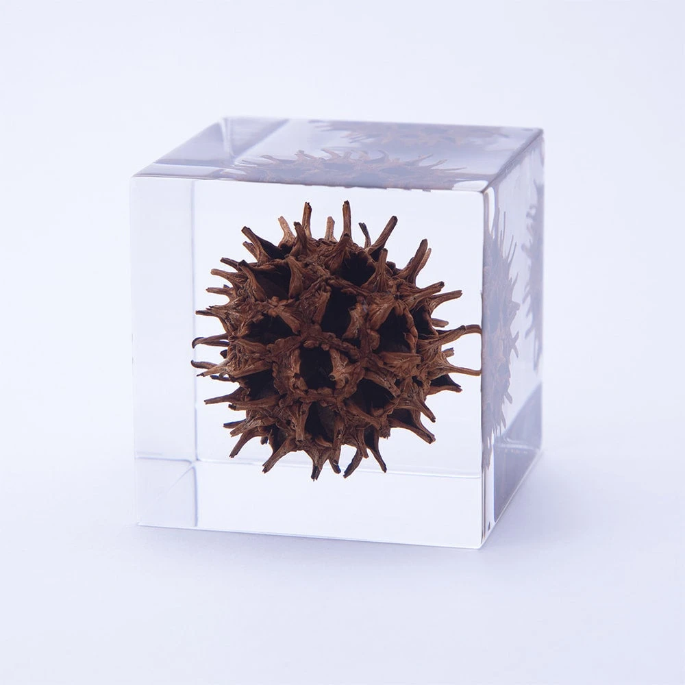 Sola Cube American Sweetgum 2 Sola Cube American Sweetgum - Image 2