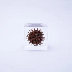 Sola Cube American Sweetgum 6 Sola Cube American Sweetgum -Cloud-Hidden Plants s753278155256112669 p435 i4 w1000