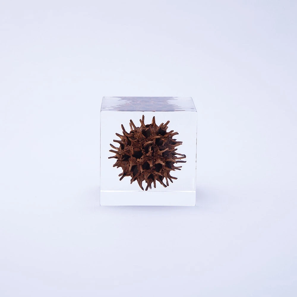 Sola Cube American Sweetgum 3 Sola Cube American Sweetgum - Image 3