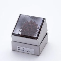 Sola Cube American Sweetgum 7 Sola Cube American Sweetgum -Cloud-Hidden Plants s753278155256112669 p435 i5 w378