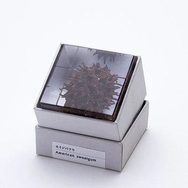 Sola Cube American Sweetgum 4 Sola Cube American Sweetgum - Image 4