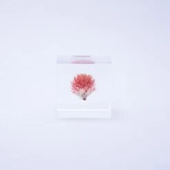 Sola Cube Globe Amaranth -Cloud-Hidden Plants s753278155256112669 p438 i3 w1000