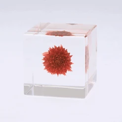 Sola Cube Globe Amaranth -Cloud-Hidden Plants s753278155256112669 p438 i4 w450