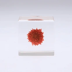 Sola Cube Globe Amaranth -Cloud-Hidden Plants s753278155256112669 p438 i5 w450