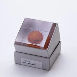 Sola Cube Globe Amaranth -Cloud-Hidden Plants s753278155256112669 p438 i6 w800