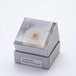 Sola Cube Dandelion 11 Sola Cube Dandelion -Cloud-Hidden Plants s753278155256112669 p439 i2 w800