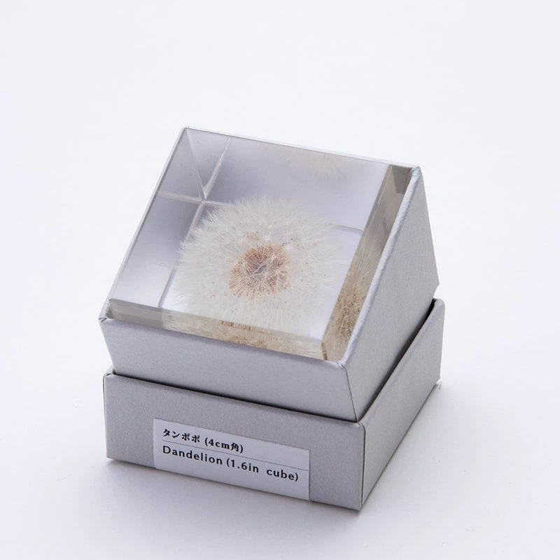 Sola Cube Dandelion 5 Sola Cube Dandelion - Image 5