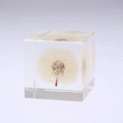 Sola Cube Dandelion