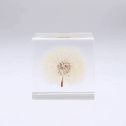 Sola Cube Dandelion 12 Sola Cube Dandelion -Cloud-Hidden Plants s753278155256112669 p439 i4 w450