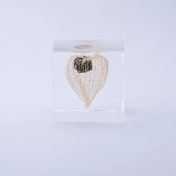 Sola Cube Chinese Lantern 10 Sola Cube Chinese Lantern -Cloud-Hidden Plants s753278155256112669 p440 i6 w1000