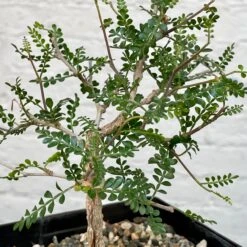 Operculicarya Pachypus