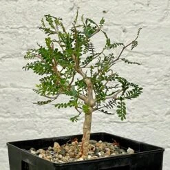 Operculicarya Pachypus 6 Operculicarya Pachypus -Cloud-Hidden Plants s753278155256112669 p498 i3 w1693