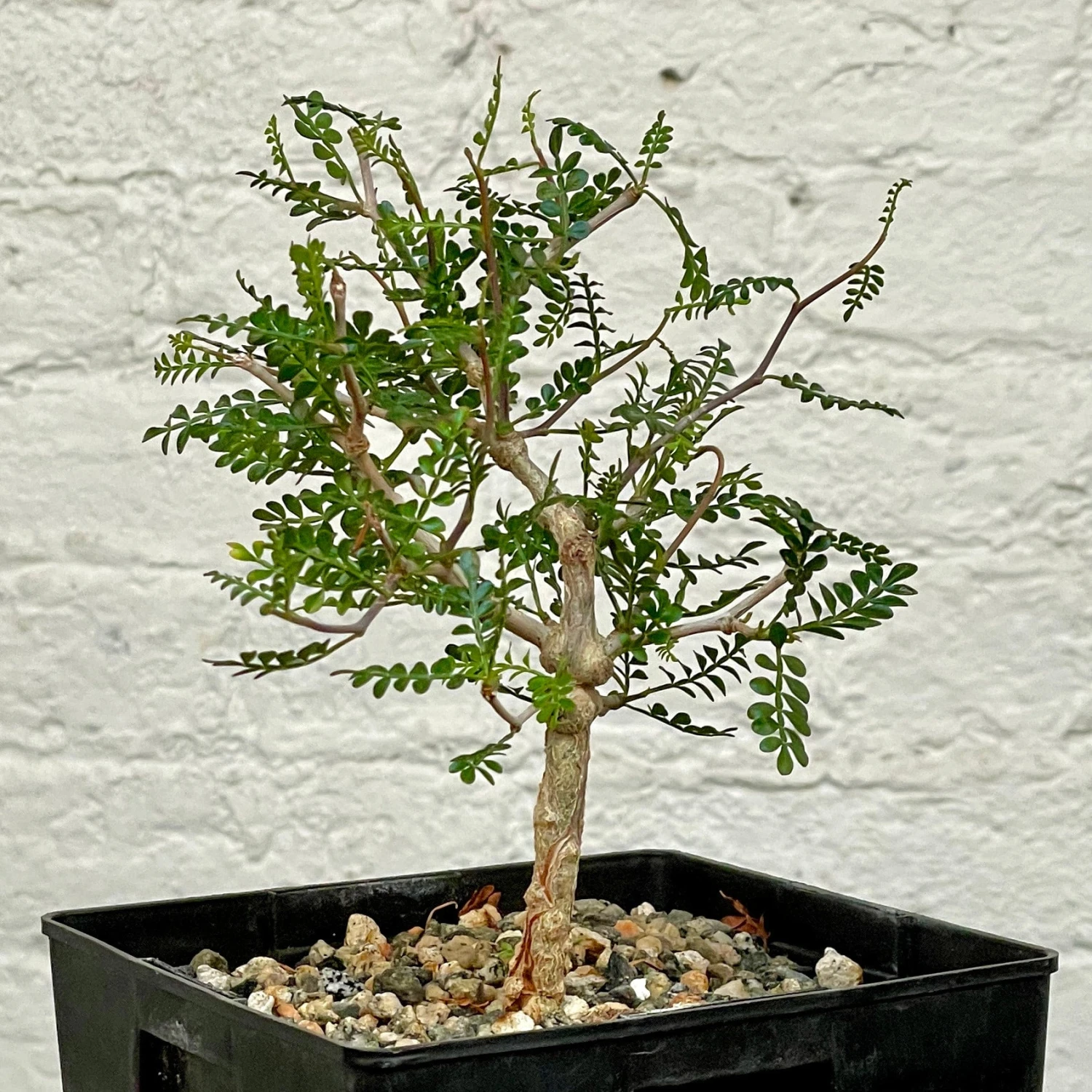 Operculicarya Pachypus 2 Operculicarya Pachypus - Image 2