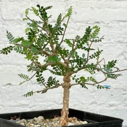 Operculicarya Pachypus 7 Operculicarya Pachypus -Cloud-Hidden Plants s753278155256112669 p498 i4 w2085