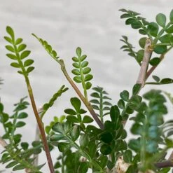 Operculicarya Pachypus 8 Operculicarya Pachypus -Cloud-Hidden Plants s753278155256112669 p498 i5 w2430