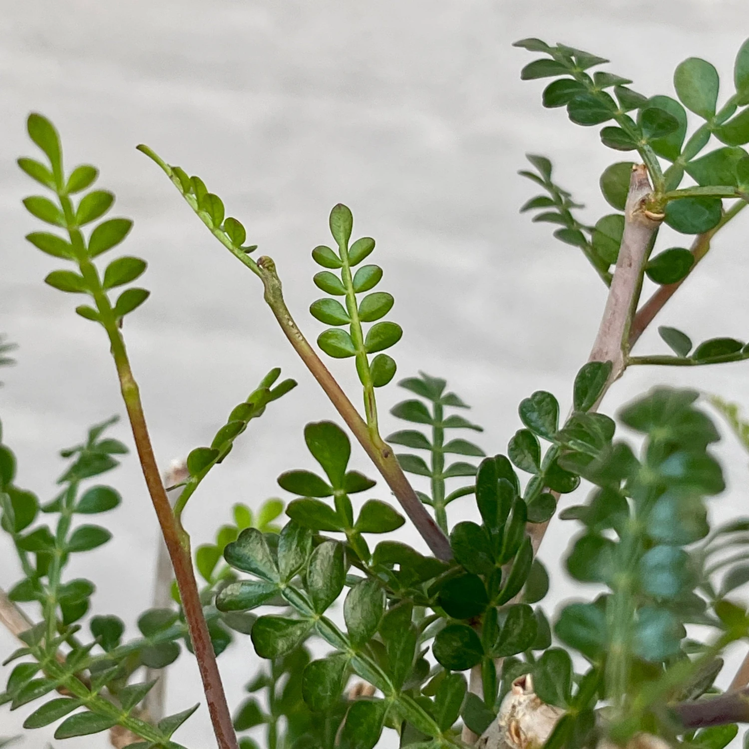 Operculicarya Pachypus 4 Operculicarya Pachypus - Image 4