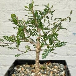 Operculicarya Pachypus 9 Operculicarya Pachypus -Cloud-Hidden Plants s753278155256112669 p498 i6 w2510