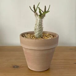 Pachypodium Rosulatum Var. Gracilius 7 Pachypodium Rosulatum Var. Gracilius -Cloud-Hidden Plants s753278155256112669 p519 i2 w3024