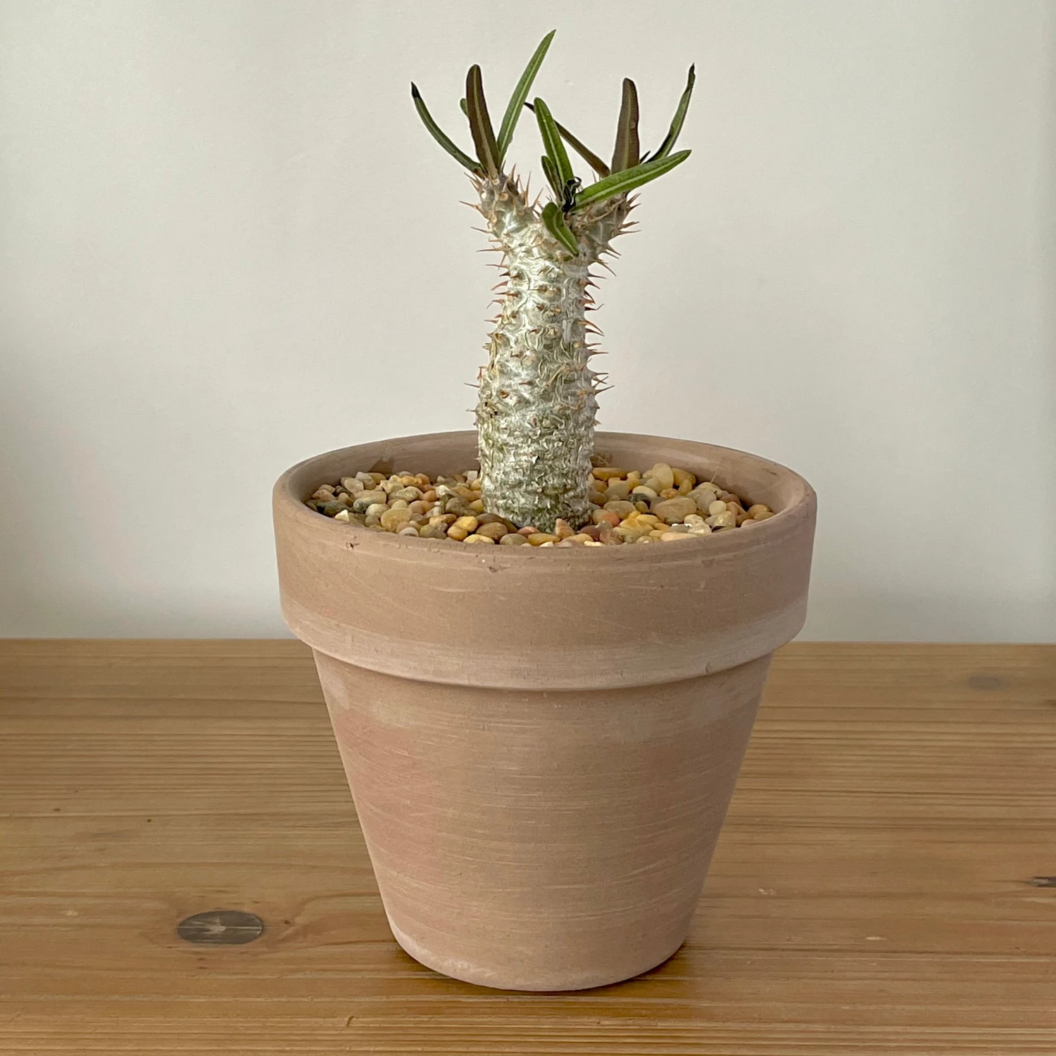 Pachypodium Rosulatum Var. Gracilius 3 Pachypodium Rosulatum Var. Gracilius - Image 3