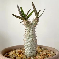 Pachypodium Rosulatum Var. Gracilius