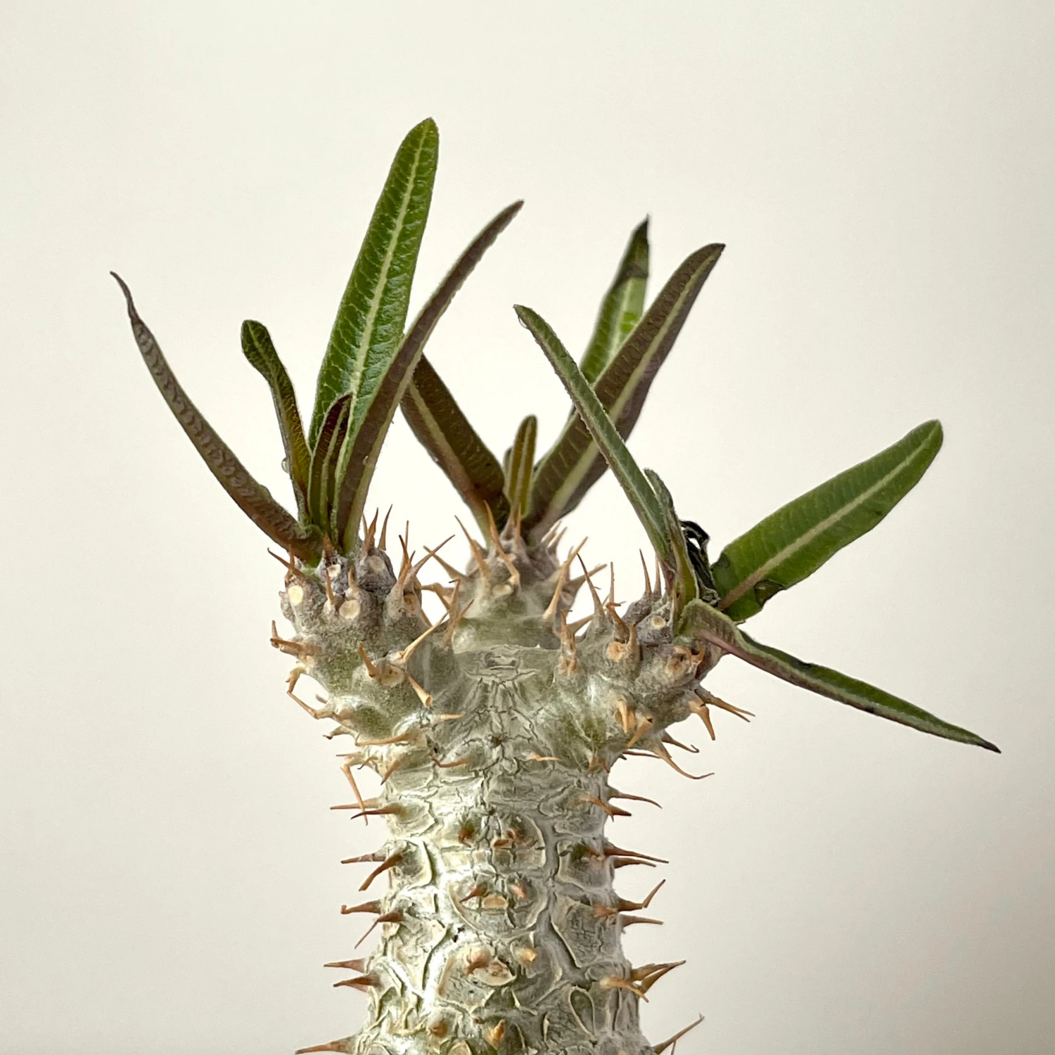 Pachypodium Rosulatum Var. Gracilius 2 Pachypodium Rosulatum Var. Gracilius - Image 2