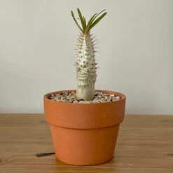 Pachypodium Rosulatum Var. Gracilius 8 Pachypodium Rosulatum Var. Gracilius -Cloud-Hidden Plants s753278155256112669 p519 i5 w2859