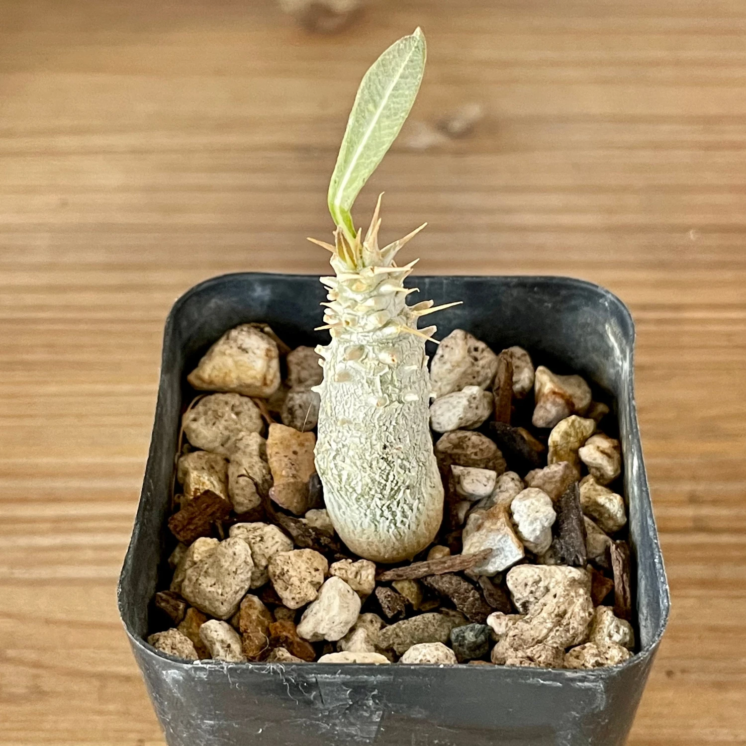 Pachypodium Rosulatum Var. Gracilius 5 Pachypodium Rosulatum Var. Gracilius - Image 5