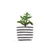 Black Stripe 4 Inch Canvas Planter By GRAY GREEN GOODS