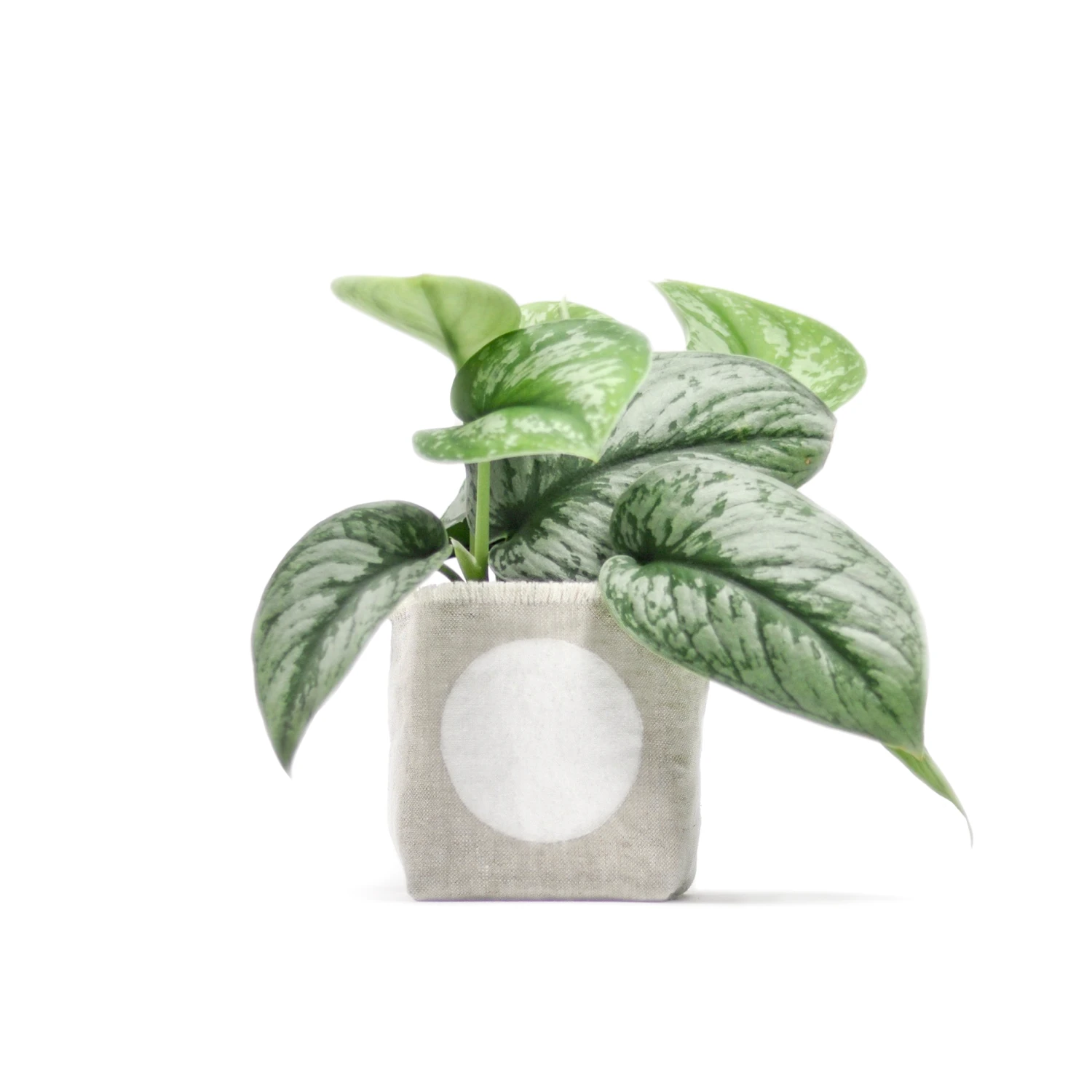White Dot 4 Inch Linen Planter By GRAY GREEN GOODS 1 White Dot 4 Inch Linen Planter By GRAY GREEN GOODS