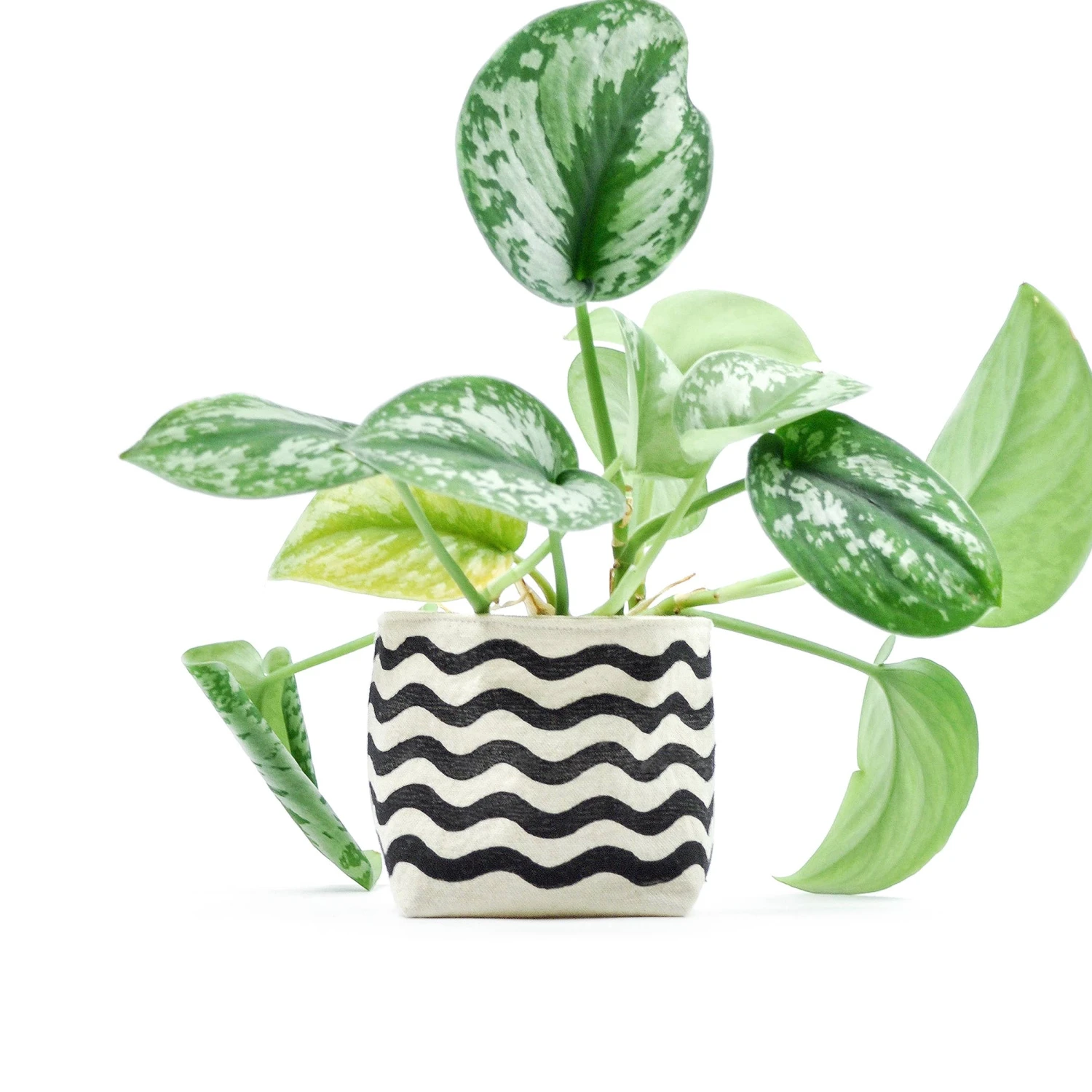Wavy Line Black 4 Inch Canvas Planter By GRAY GREEN GOODS 1 Wavy Line Black 4 Inch Canvas Planter By GRAY GREEN GOODS
